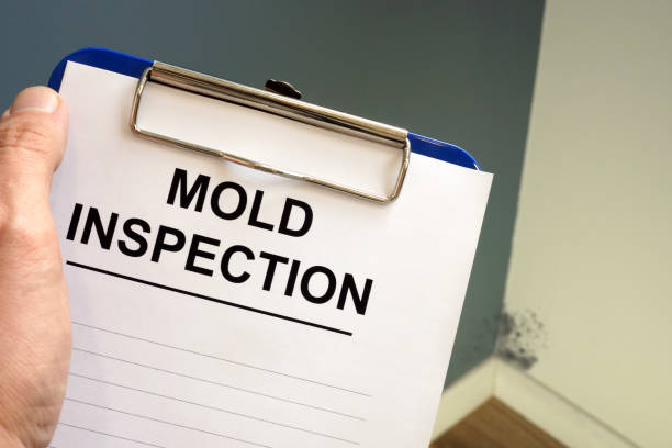 Best Black Mold Removal  in Kingston, NY